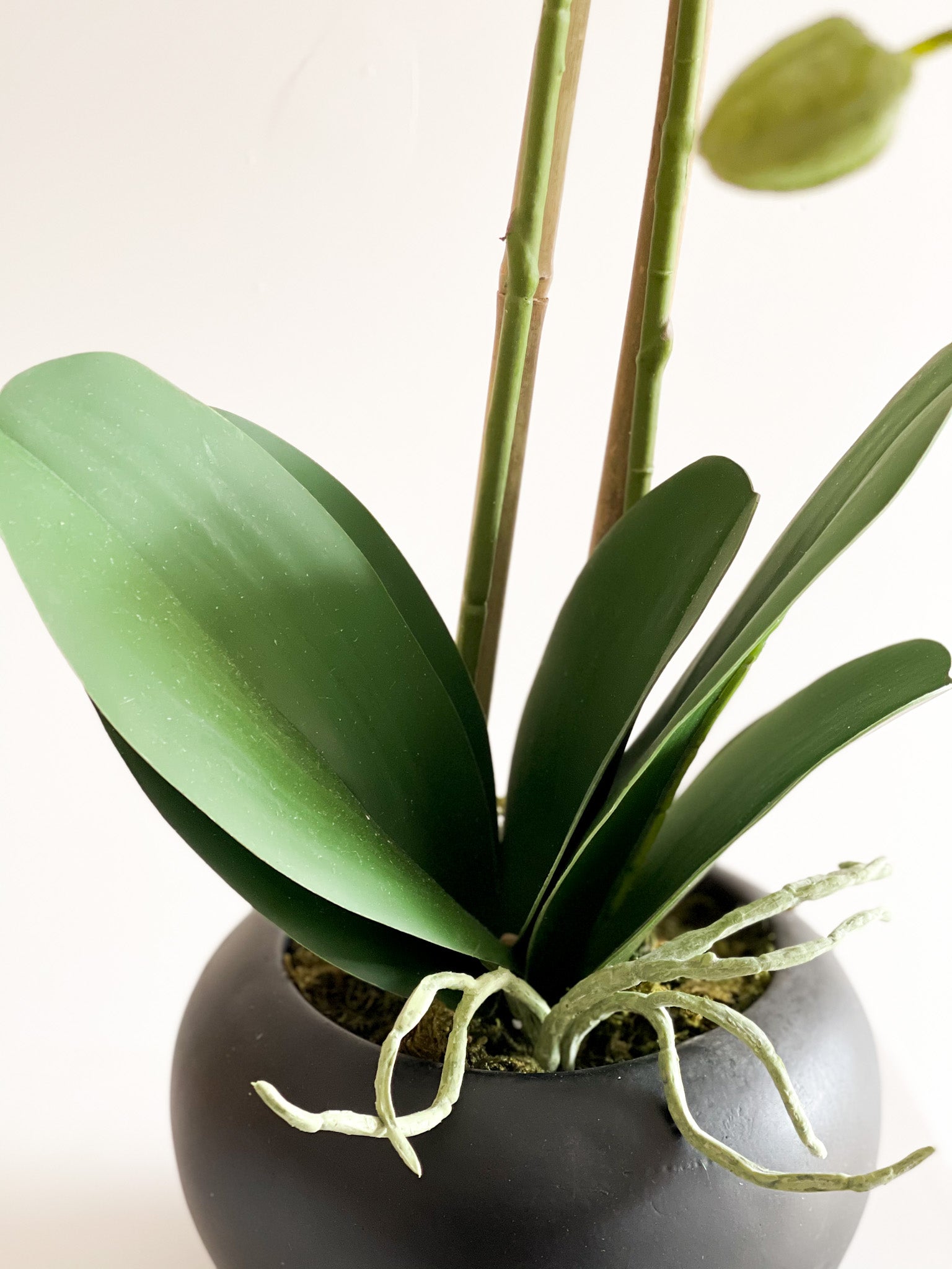 Orchid Flower Arrangement in Round Flower Pot